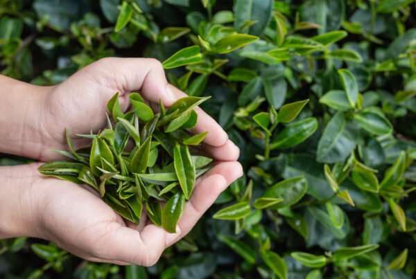 Tea Tree: Conocé los beneficios del aceite del árbol de té